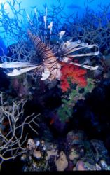 lion fish, saint jhons reef, red sea egypt by Marco Zanini 